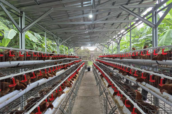Distribusi DOC Ayam Petelur - Kementan Lindungi Peternak Rakyat